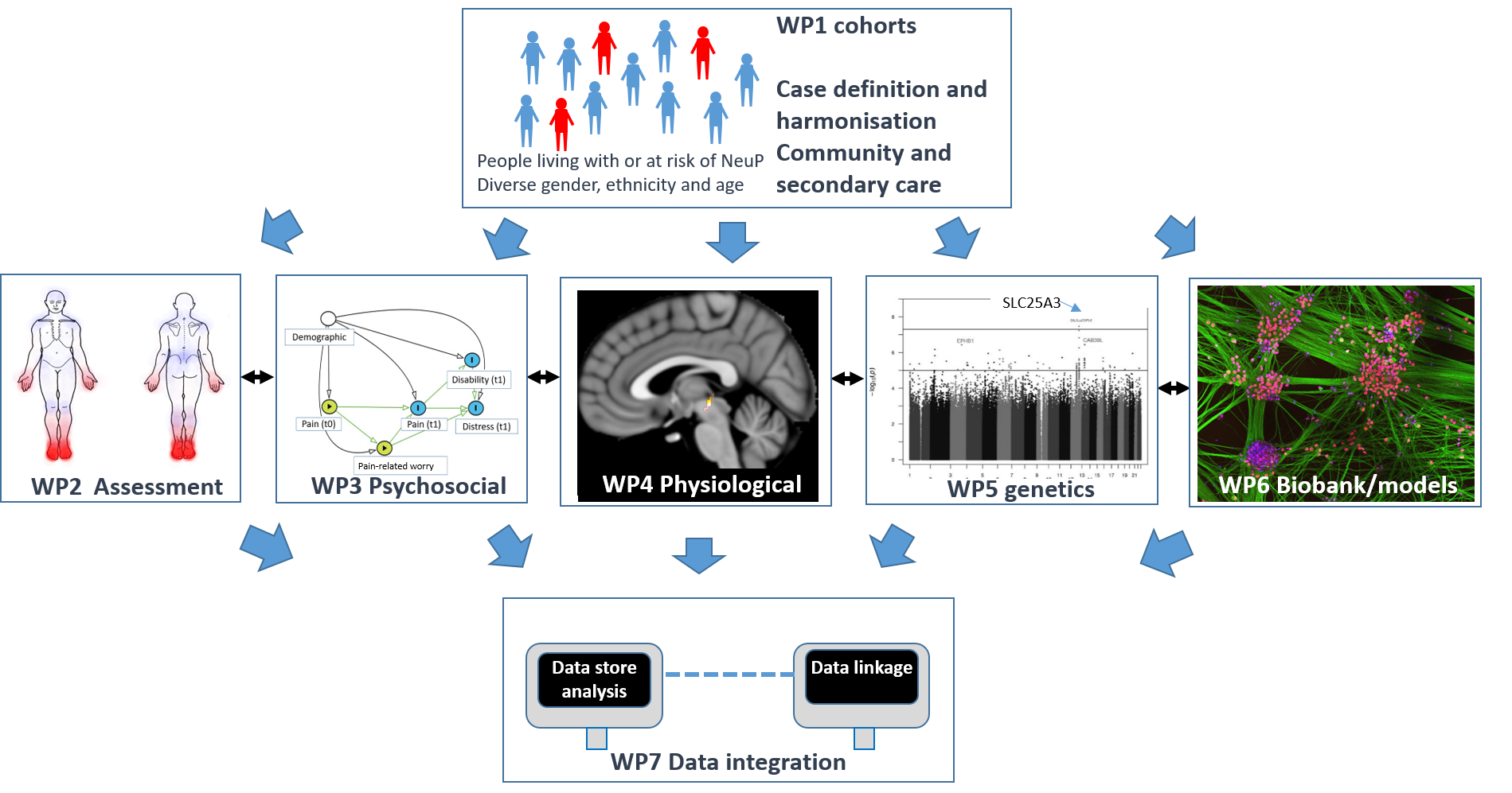 A diagram showing the interactions between the Painstorm research themes. The first work package (WP) branches out to WP 2 to 6, which all feed into WP7.